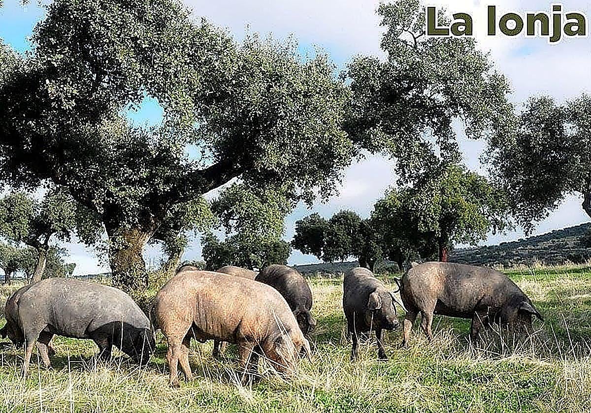 Lonja agropecuaria del martes, 2 de diciembre