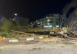 Los bomberos tratan de retirar el árbol, una vez liberado el coche que quedó atrapado.