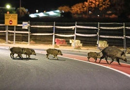 Jabalíes en el casco urbano de la ciudad de Cáceres hace cinco años