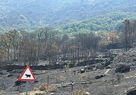 Inician el pago de las ayudas por los incendios forestales