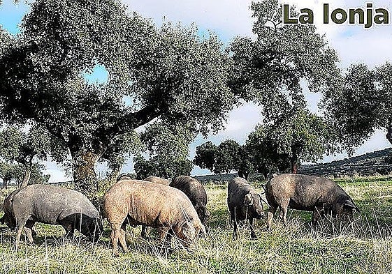 Lonja agropecuaria del jueves, 4 de diciembre