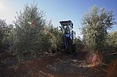 Manuel Gallardo, de Arroyo de San Serván, cosecha en una finca de olivar en el término municipal de Montijo.