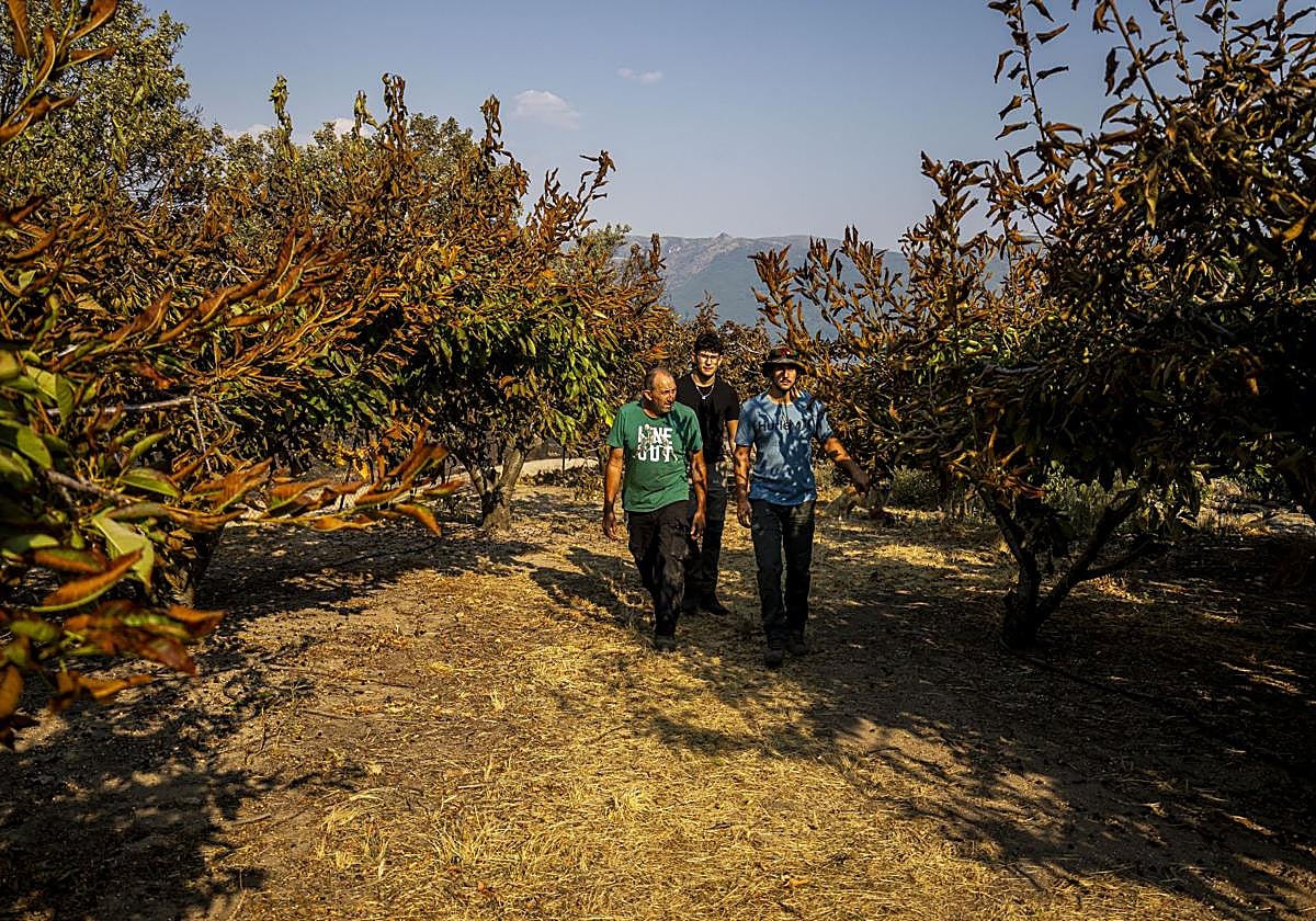 Cerezos arrasados por las llamas en Navaconcejo.