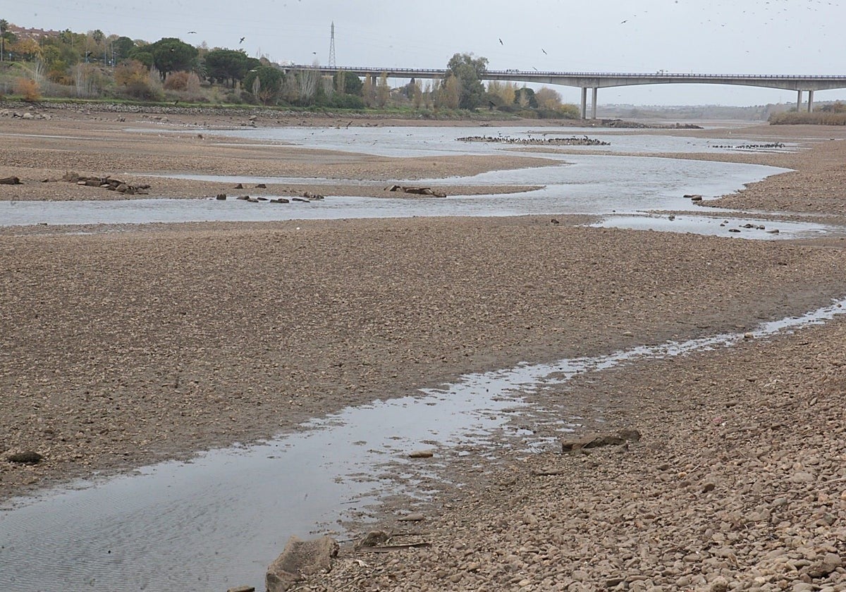 Imagen del río Guadiana en las proximidades del recinto ferial de Mérida, este jueves.