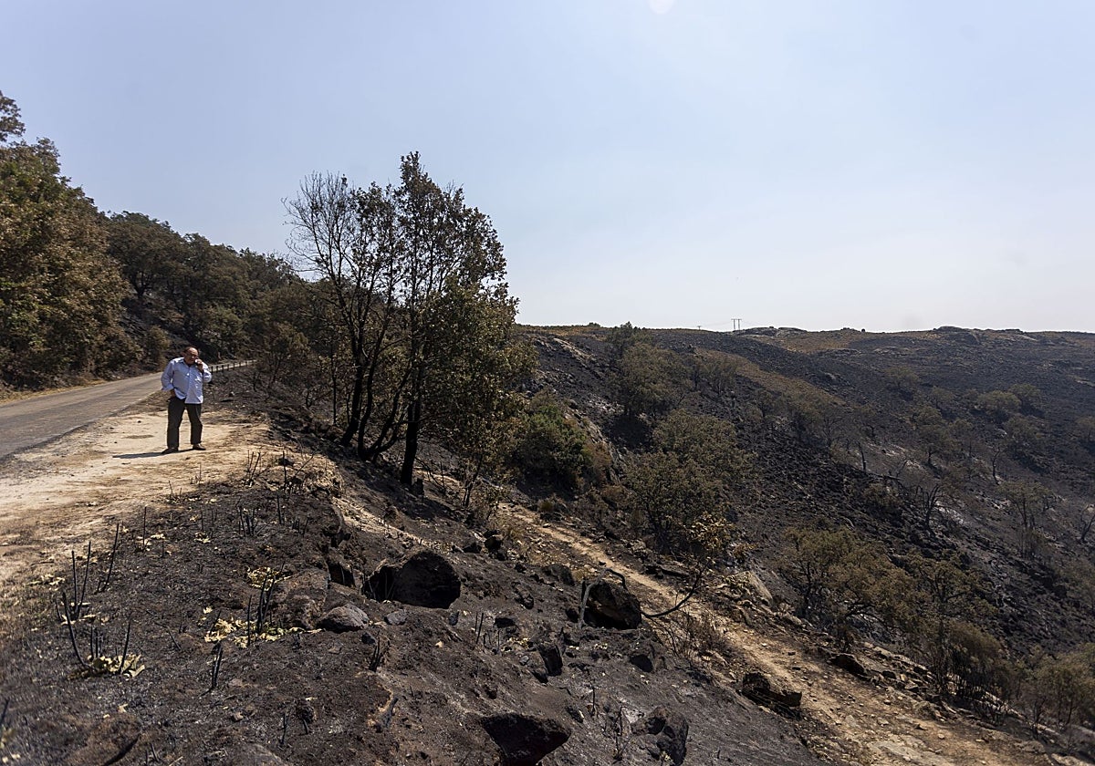 Zona quemada en uno de los incendios forestales del pasado verano en la región.