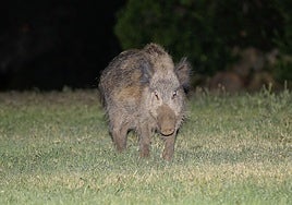 Un jabalí en una rotonda de Cáceres.