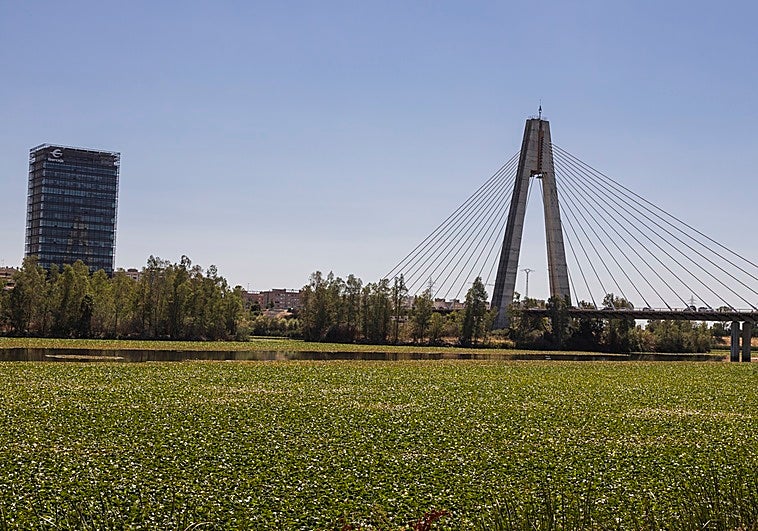 El Gobierno saca a concurso la extracción del nenúfar entre el Puente de la Autonomía y la frontera