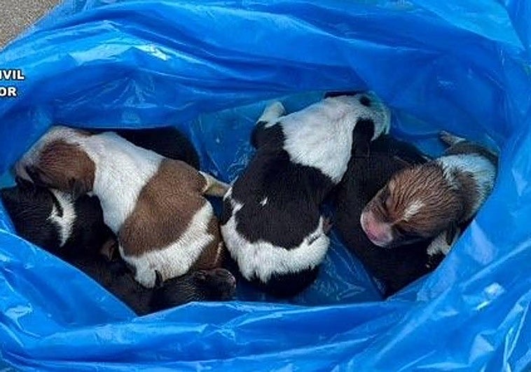 Investigado por arrojar a seis cachorros de perro a la basura en Aldeanueva de la Vera