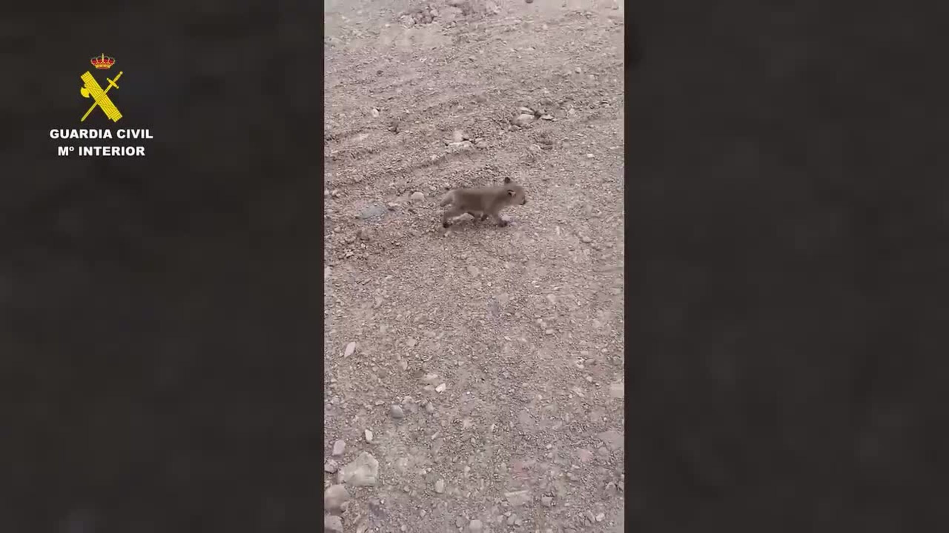 La Guardia Civil rescata a un zorro atrapado en las obras del AVE en Níjar