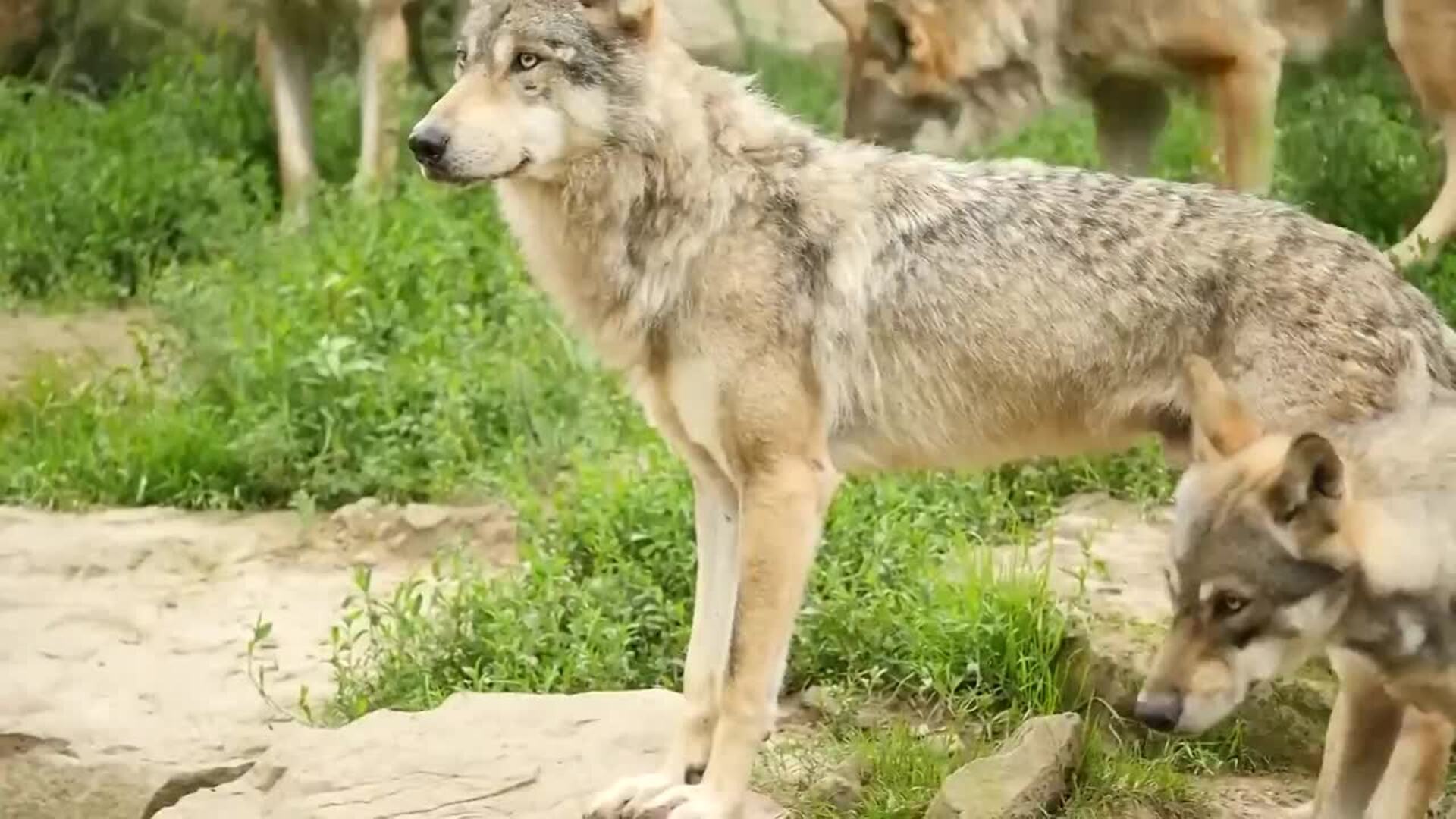 El censo del lobo cifra en 333 las manadas en España, sin alcanzar las 500 para su viabilidad