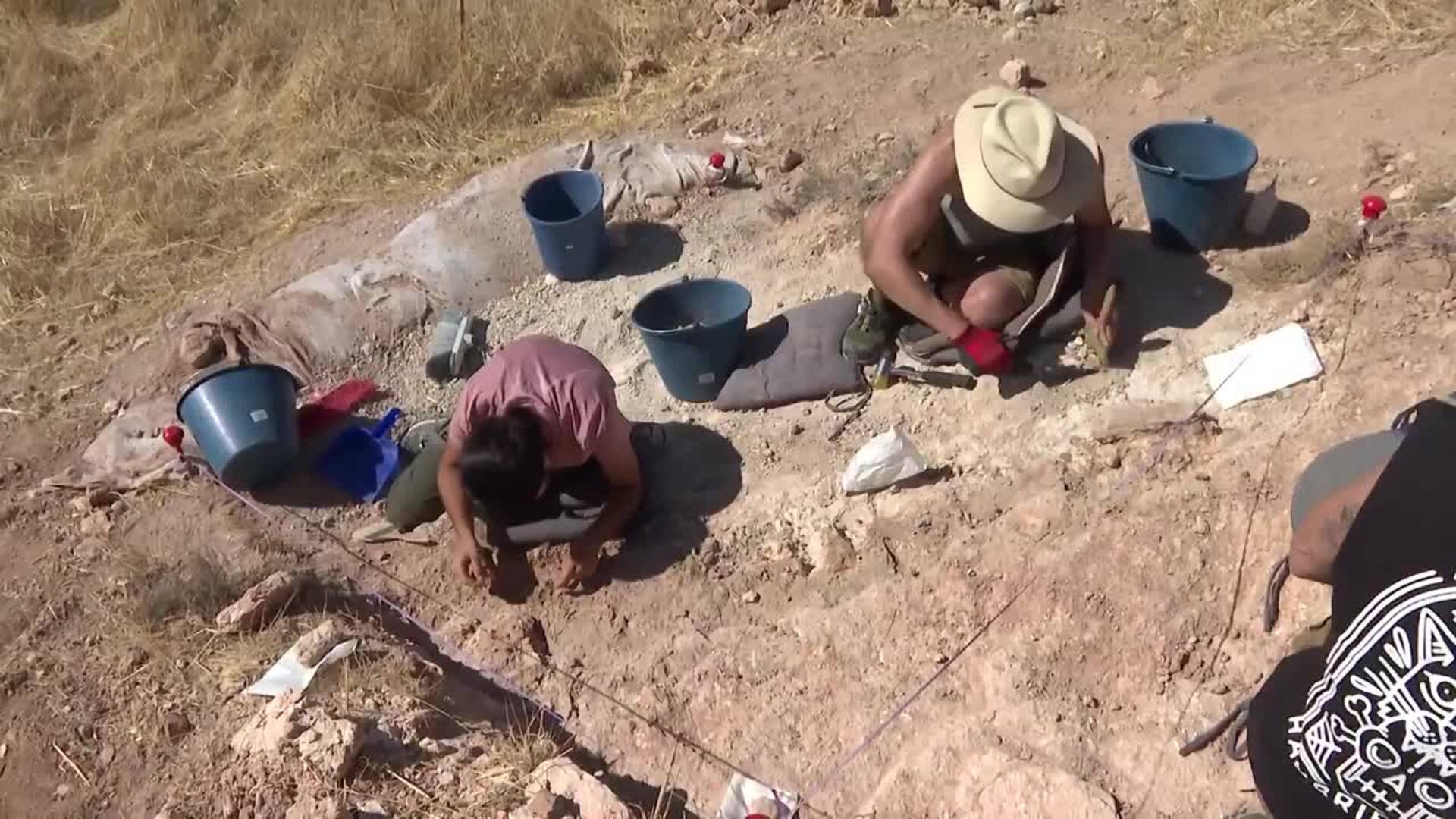 Afloran en Carrascosa 200 fósiles de mamíferos que arrojan luz al cambio climático