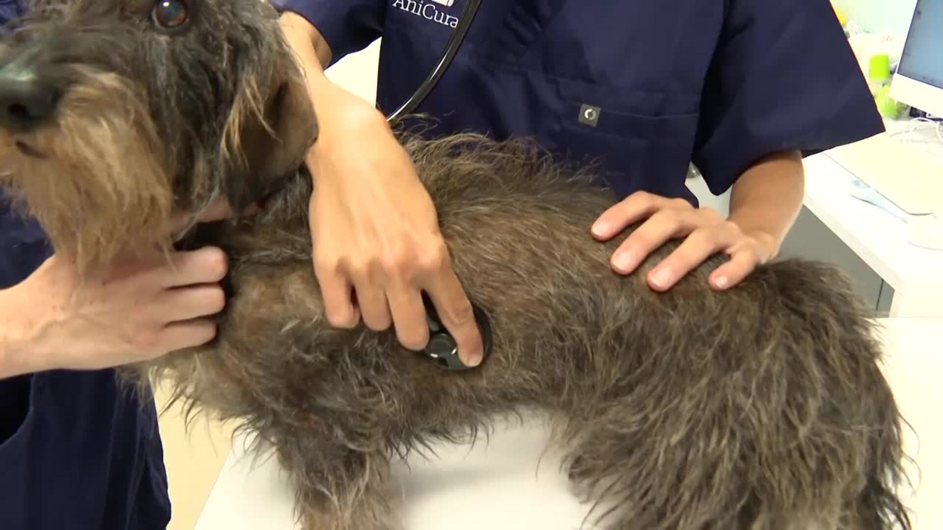Moreno anuncia una deducción fiscal de 100 euros para gastos veterinarios de mascotas