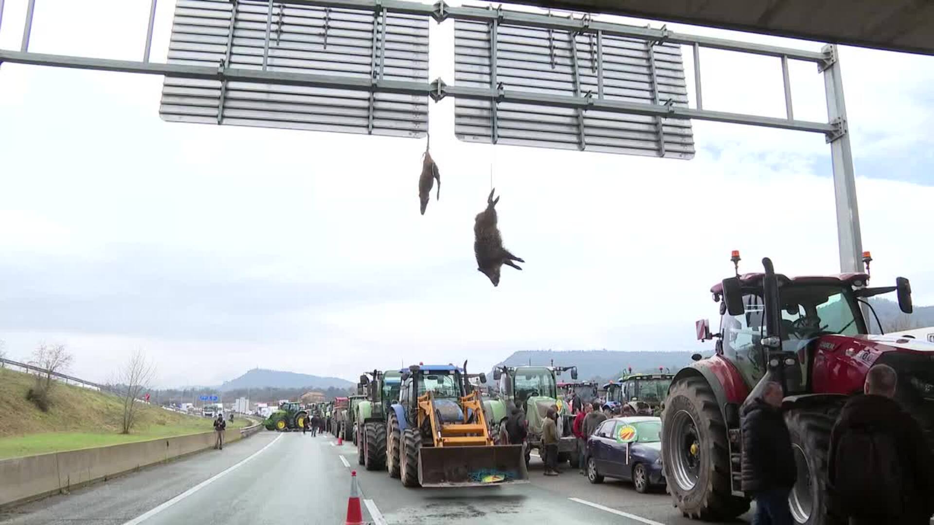 Ganaderos catalanes cuelgan un jabalí y un ciervo muertos en C-17 por exceso de fauna salvaje