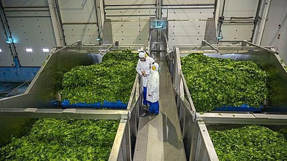 Espinacas tratadas hoja a hoja para garantizar su calidad