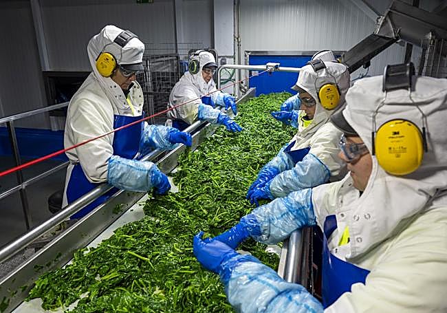 La selección manual es una de las partes más importantes.