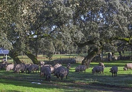 Fotos | Cerdos ibéricos durante la montanera en Extremadura