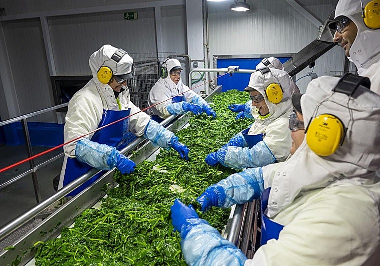 Fotos| Así es el viaje de la espinaca hasta el supermercado