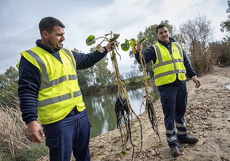 Tratarán de recuperar el nenúfar y los mejillones autóctonos del Guadiana
