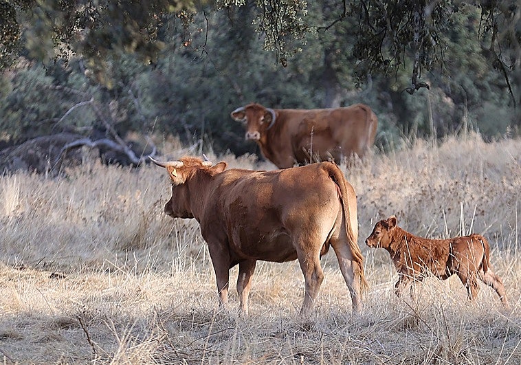 El Consejo de Gobierno aprueba 568 millones de euros de las ayudas de la PAC