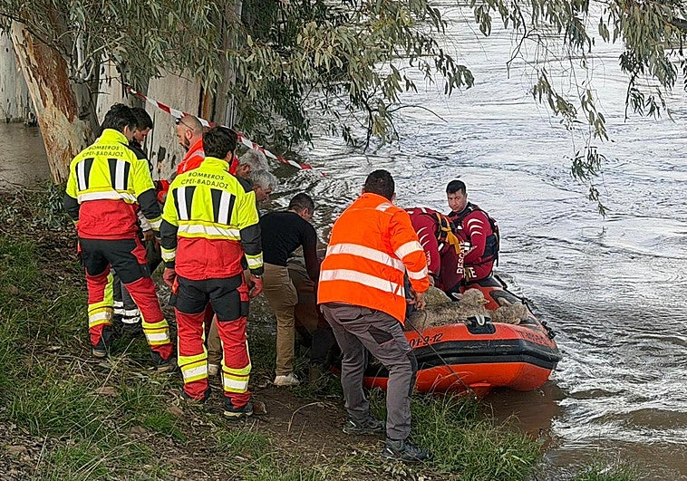 Rescatan a un centenar de ovejas atrapadas seis días por la subida del Guadiana