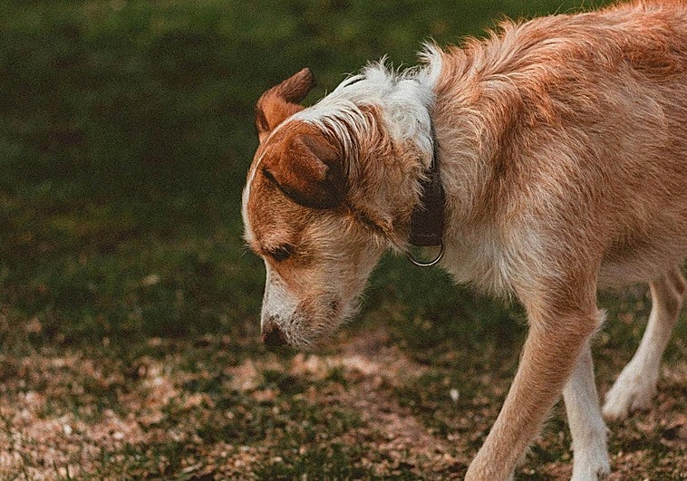 Un estudio revela el riesgo de usar productos antiparasitarios con tus mascotas