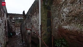Localizan en buen estado a Espinete, el burro desaparecido en la Ribera del Marco de Cáceres