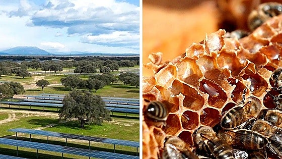 Abejas en plantas solares: así es el primer proyecto de apivoltaica en Extremadura