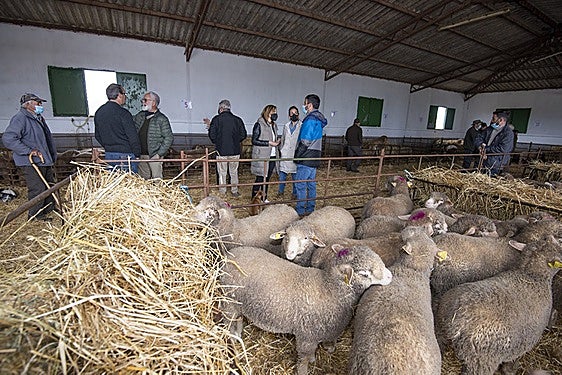 La Diputación de Cáceres adjudicará ganado de raza merino a mitad de precio