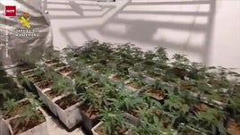 Desmantelan dos plantaciones de marihuana en la provincia de Cáceres e intervienen 382 plantas y 18 kilos