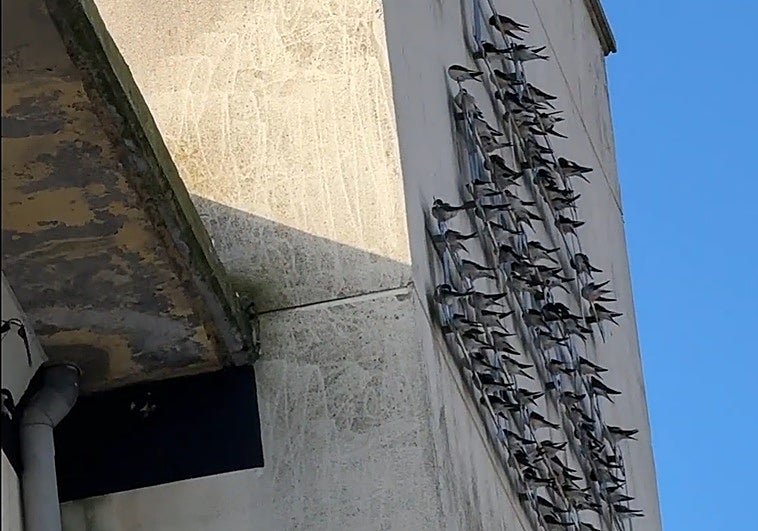 SEO/BirdLife denuncia la destrucción masiva de nidos de aves migratorias en Extremadura