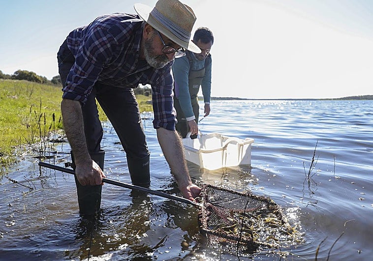 Barbos y bogas para reconquistar las aguas de la presa de Alcollarín