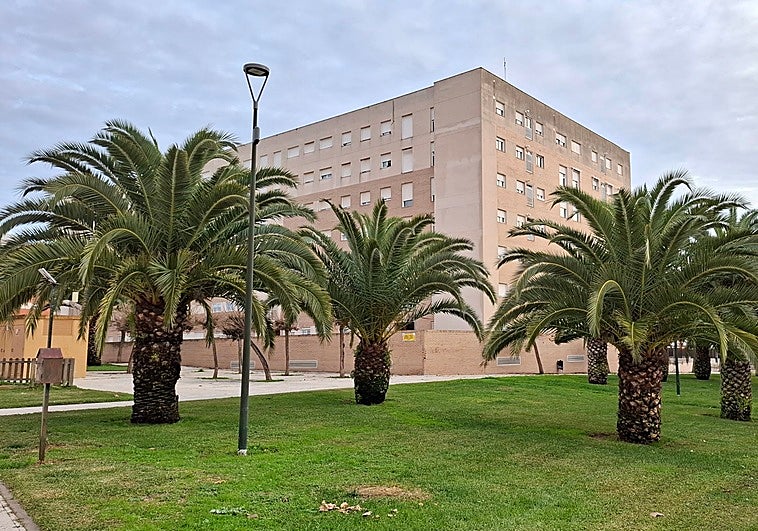 Badajoz lanza un plan de 191.000 euros contra el picudo rojo para salvar sus palmeras