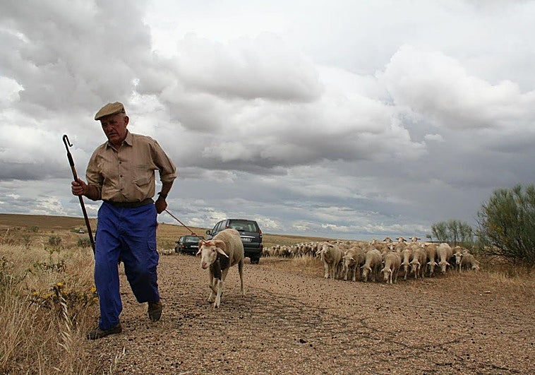 Muere en el arroyo de Torremejía el pastor trashumante Primitivo Rodríguez