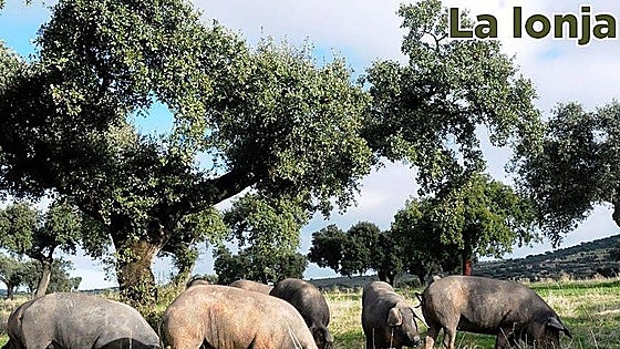 Lonja agropecuaria del martes, 21 de abril
