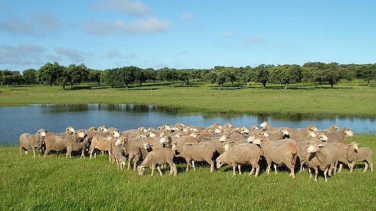 Asici y Cicytex impulsan la protección de la dehesa