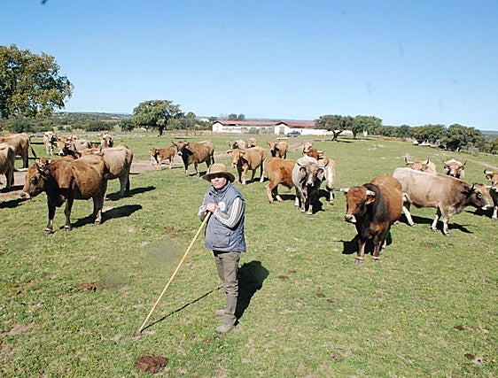 Las vacas aubrac echan raíces en la dehesa extremeña