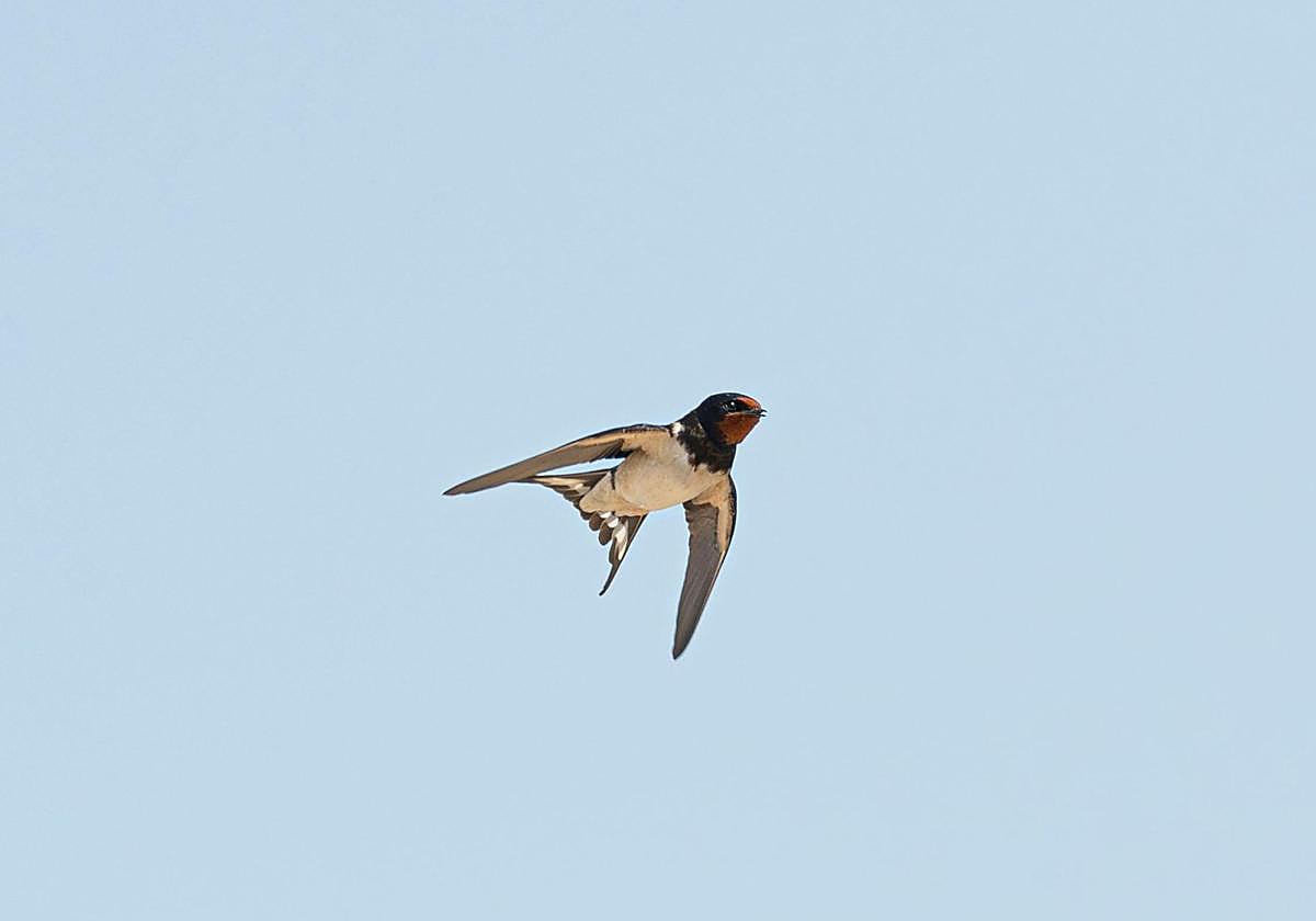 El 'arma biológica' que llega a Extremadura contra el Virus del Nilo: por qué no debes tocar sus nidos