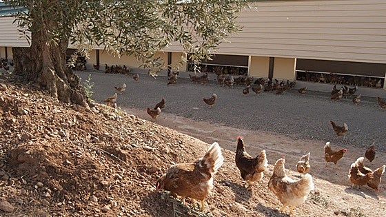 La explotación de gallinas de Ribera del Fresno producirá 97 millones de huevos al año
