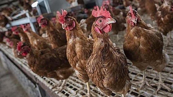 La Corporación Empresarial entra como socio en el proyecto del Grupo Huevos Guillén en Extremadura