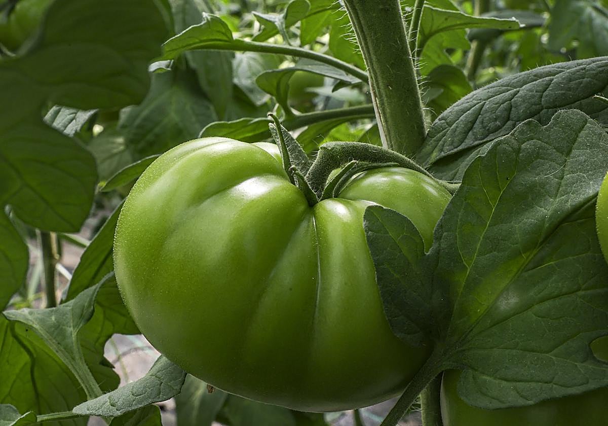 Este tomate de ensalada tiene su principal salida comercial en Reino Unido, Alemania o Francia