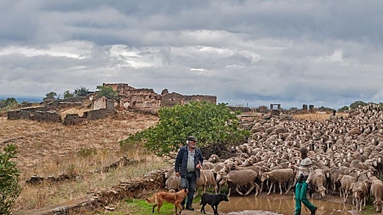 La IV Ruta de la Trashumancia reconocerá la labor de Morgado
