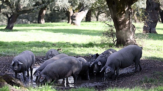 Extremadura, segunda región con más nominaciones en los Porc d'Or Ibérico que se entregan este año en Jerez de los Caballeros