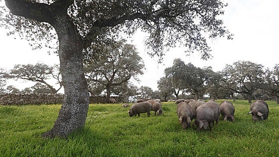 El sector del ibérico extremeño estudia llevar al juzgado la rebaja de calidad que aplica Guijuelo