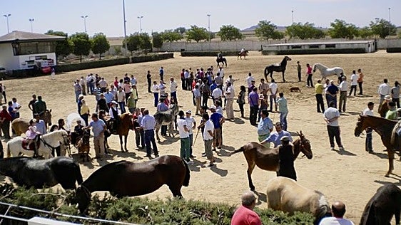 San Fernando rememora sus orígenes con la feria ganadera en el recinto hípico de Cáceres