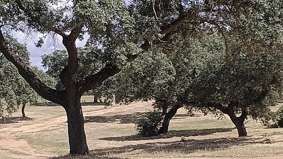 Detenido un hombre en Tres Arroyos de Badajoz tras un tiroteo