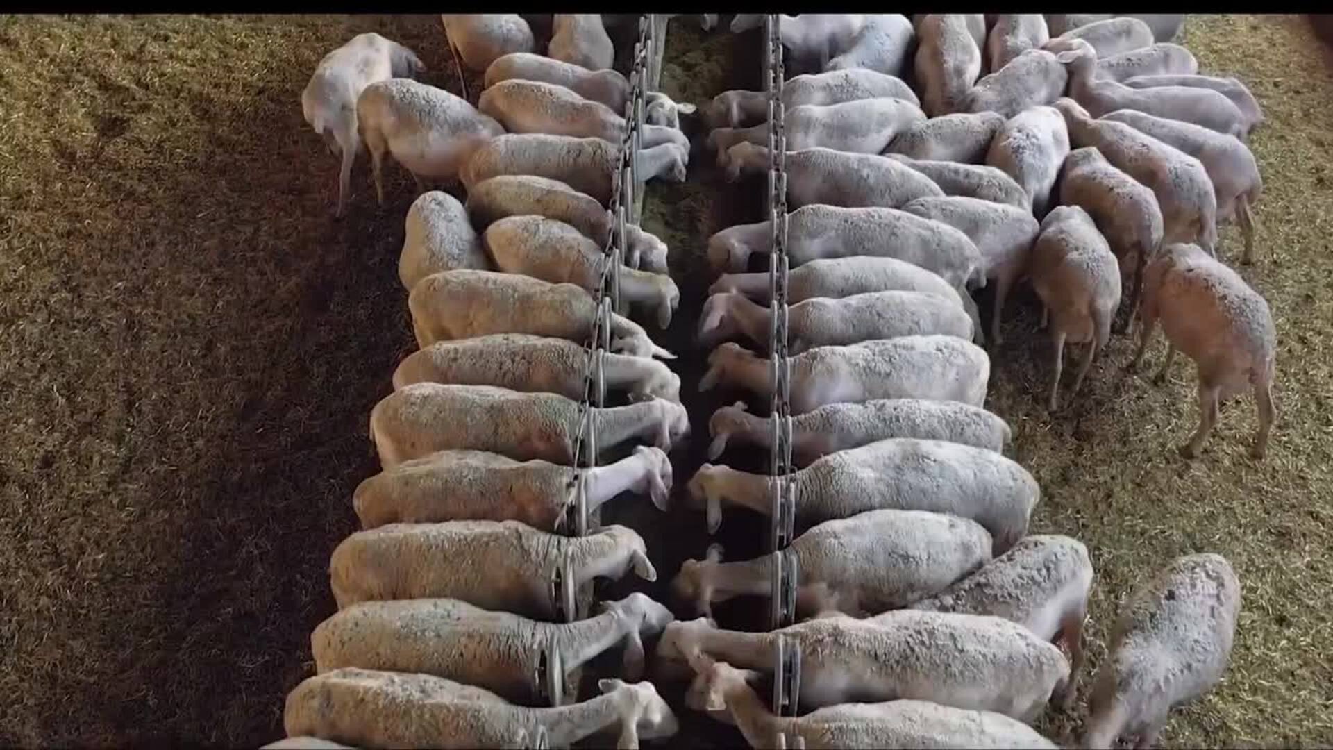 La cooperativa Alta Moraña, Premio Pyme del Año en Ávila