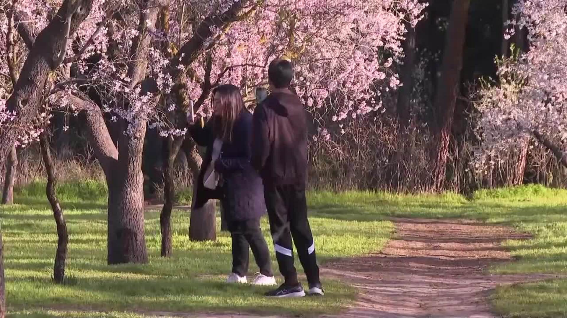 El Parque de la Quinta de los Molinos se llena de madrileños para ver los almendros en flor