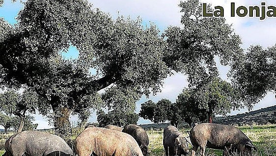Lonja agropecuaria del martes, 30 de junio