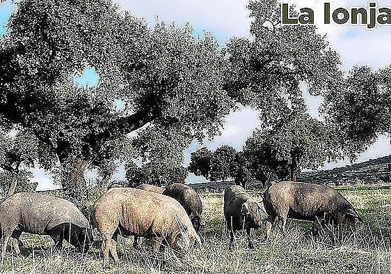 Lonja agropecuaria del jueves, 2 de julio, de 2026