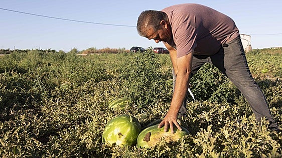 Sandías y melones para hacer hucha en verano